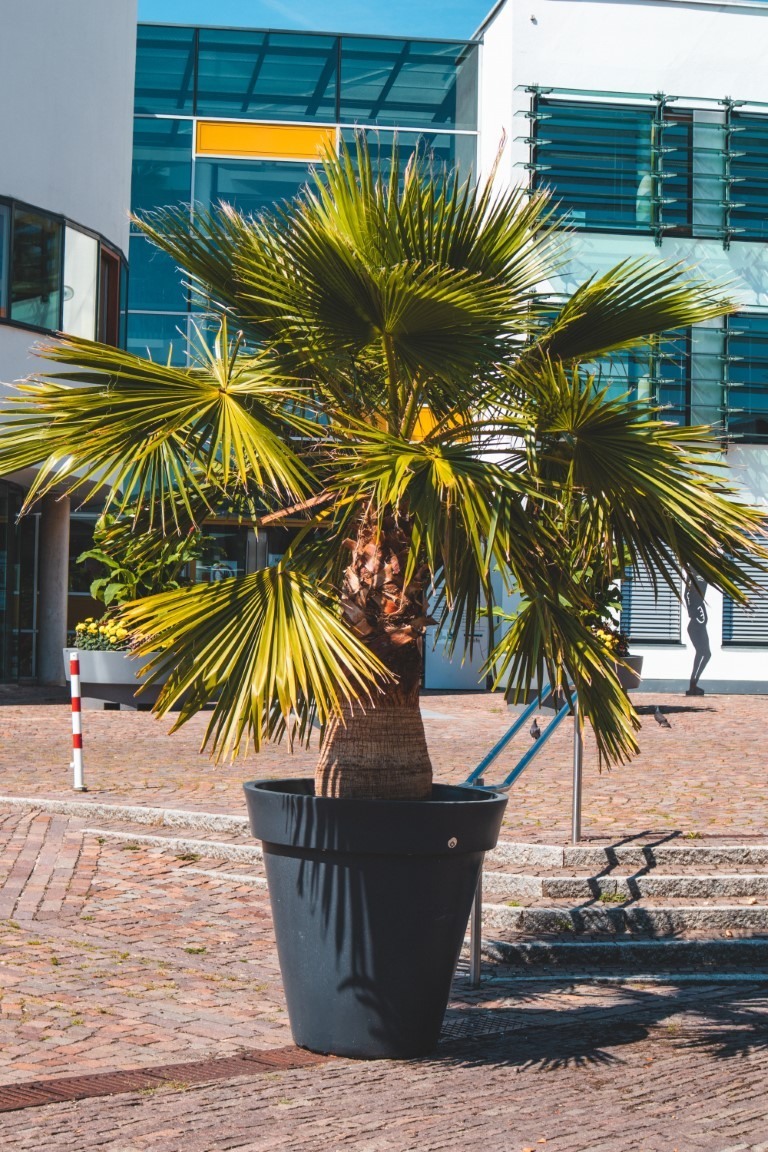 Large pots and plants on the terrace - Greenspired