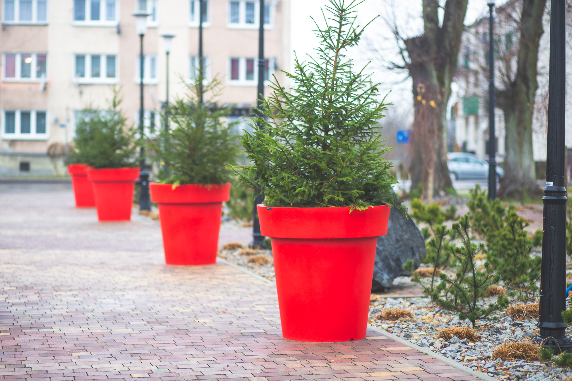 natural-christmas tree-in-a-pot