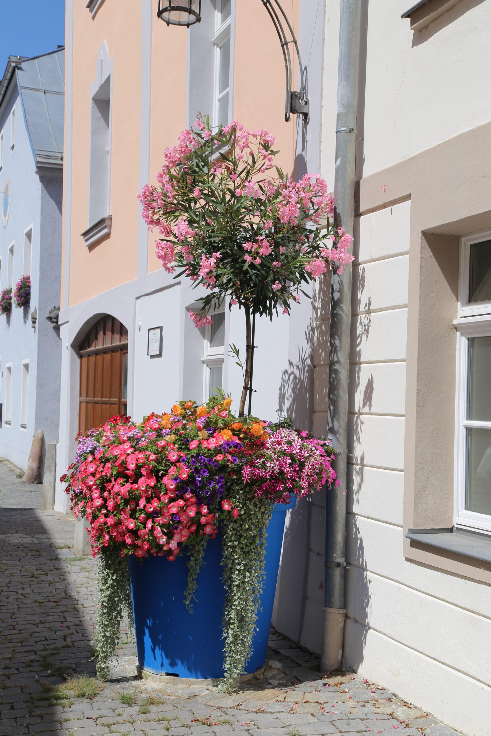 Flowers-to-Plant-in-Tall-Pots