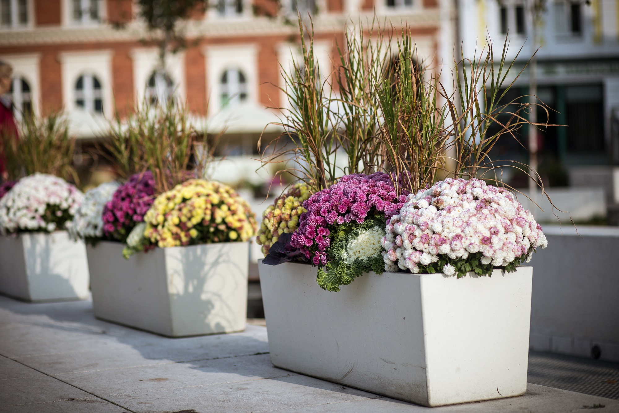 chrysanthemum-flowers-fall-planters