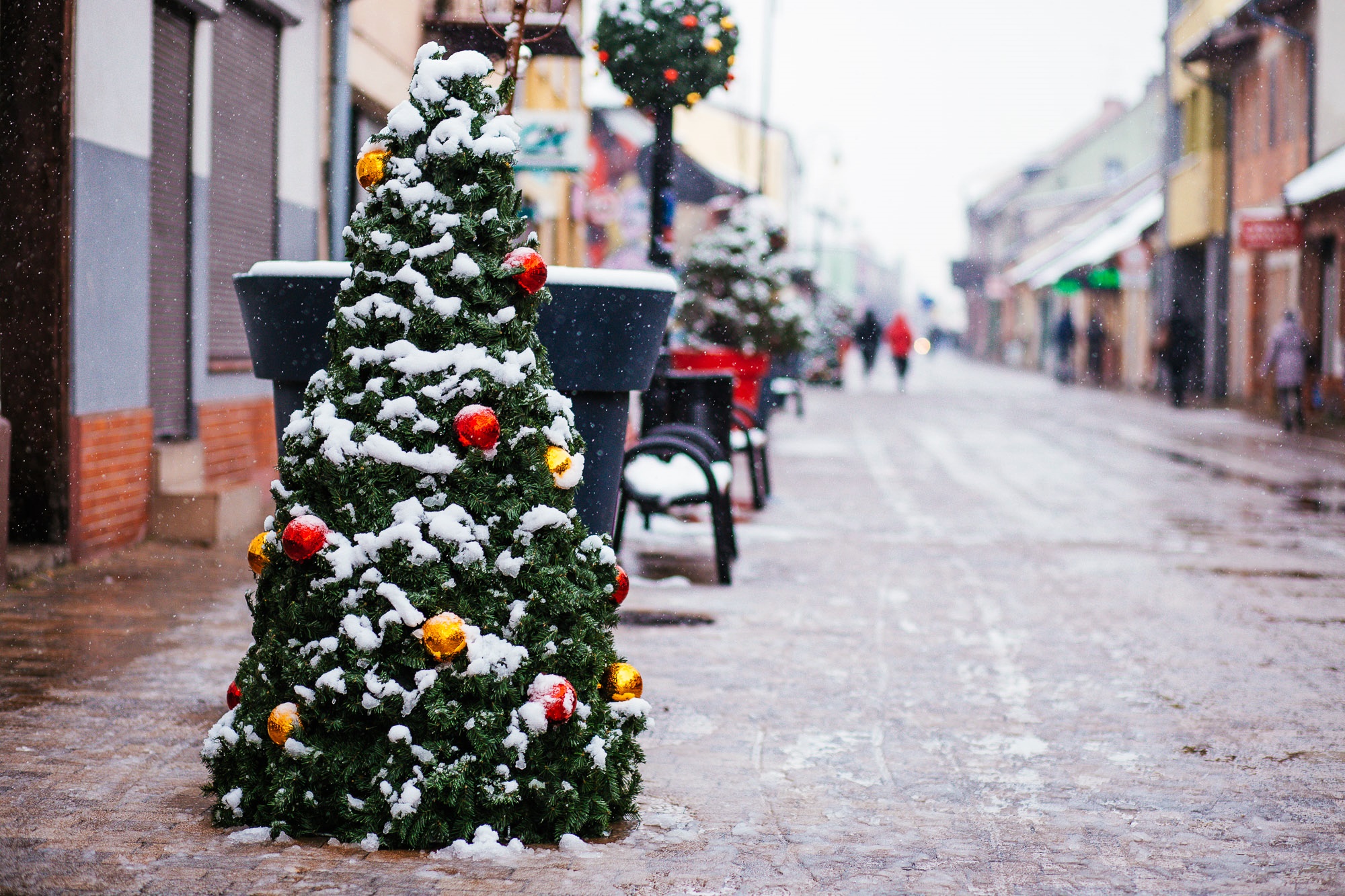 Christmas Tree on the main square 