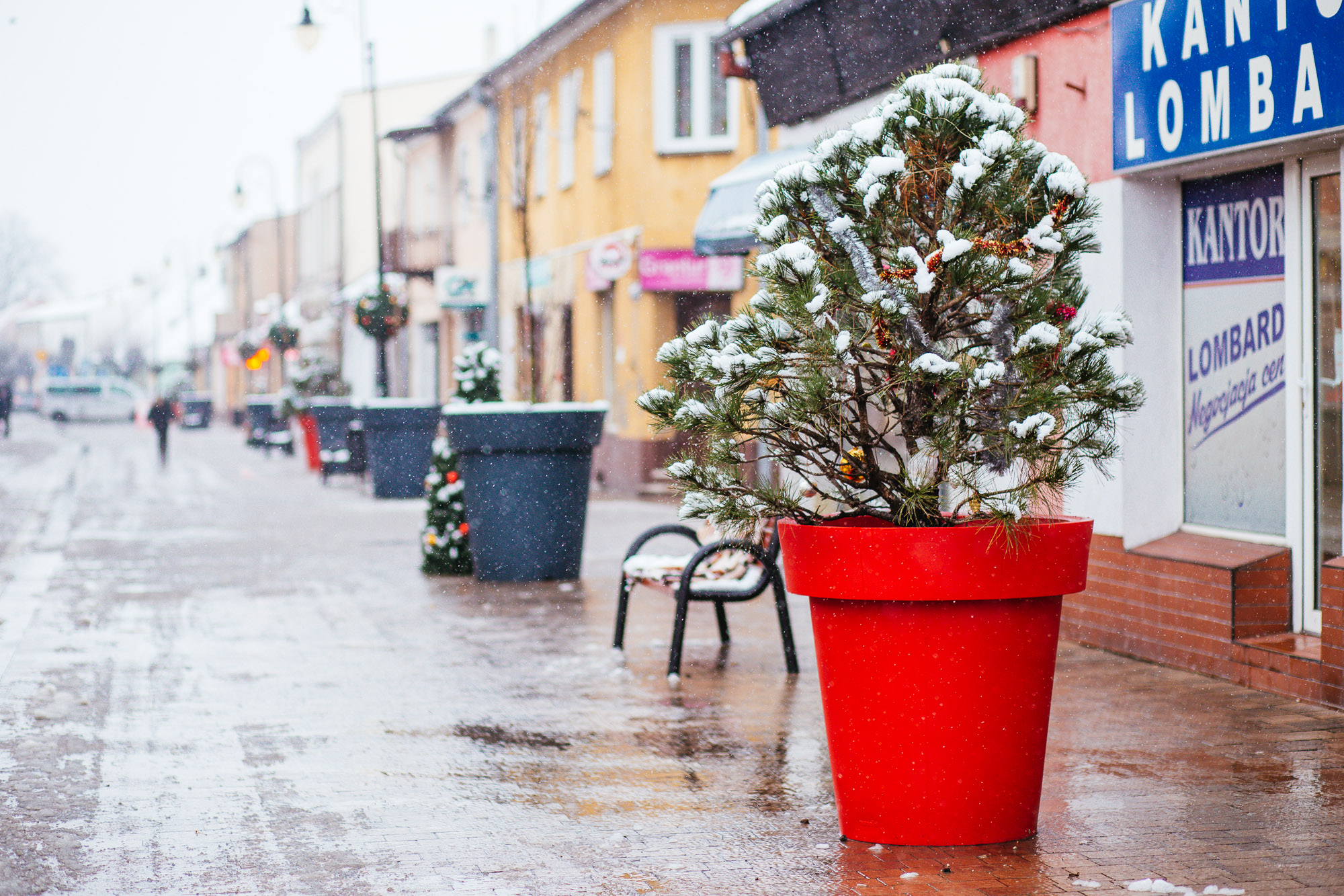 Christmas Tree in a pot