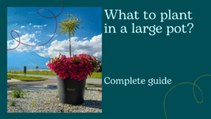 What to plant in a large pot? Discover the different variants of flower arrangements!