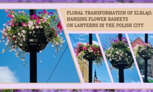 Floral Transformation of Elblag: Hanging Flower Pots on Street Lamps in Poland